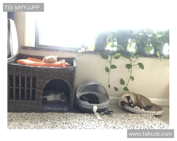 猫咪与足球的完美结合盘点那些热爱养猫的足球明星们 猫咪与足球的完美结合盘点那些热爱养猫的足球明星们